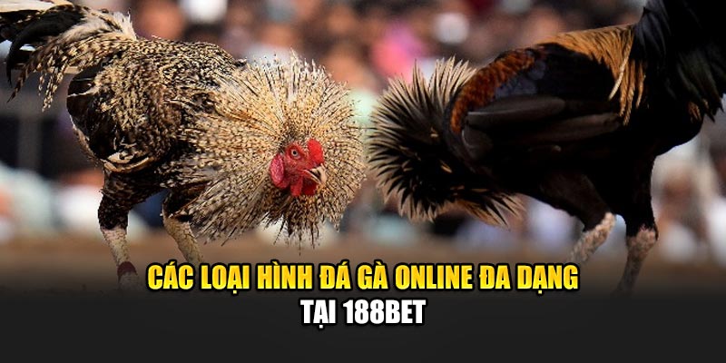 Đá Gà Online An Toàn Và Thú Vị Cùng Nhà Cái 188Bet 2 Các loại hình đá gà online đa dạng tại 188Bet