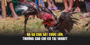 Đá Gà Cựa Sắt Cược Lớn, Thưởng Cao Chỉ Có Tại 188Bet