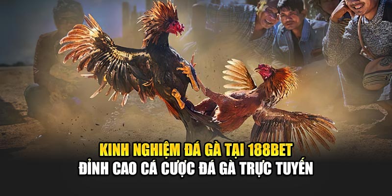 Kinh nghiệm đá gà tại 188Bet - Đỉnh cao cá cược đá gà trực tuyến