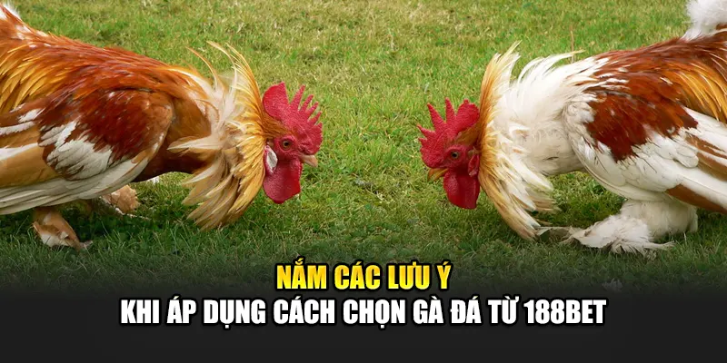 Nắm các lưu ý khi áp dụng cách chọn gà đá từ 188Bet