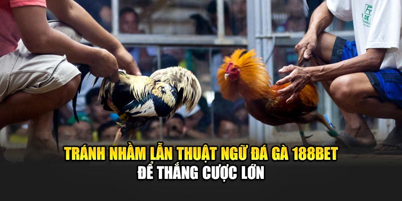Thuật Ngữ Đá Gà Phổ Biến Giúp Người Mới Bắt Đầu Với 188Bet 3 Tránh nhầm lẫn thuật ngữ đá gà 188Bet để thắng cược lớn