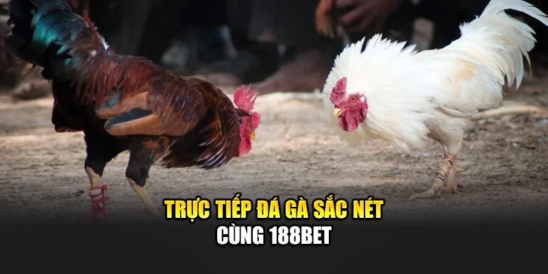 Trực Tiếp Đá Gà Đỉnh Cao Với Hình Ảnh Sắc Nét Tại 188Bet 1 Trực tiếp đá gà sắc nét cùng 188Bet